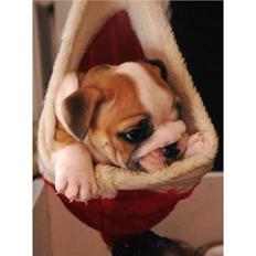 Engelsk bulldog Fiona