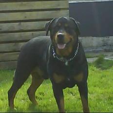 Rottweiler Buzz - Charmetrolden <3 R.I.P himmelhund)
