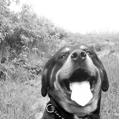 Rottweiler Buzz - Charmetrolden <3 R.I.P himmelhund)