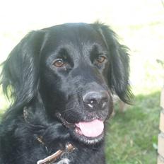 Flat coated retriever Mollie