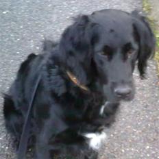 Flat coated retriever Mollie