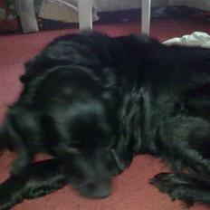 Flat coated retriever Mollie