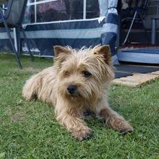 Cairn terrier **Mickey**