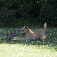 Cairn terrier **Mickey**