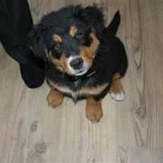 Blanding af racer bamse