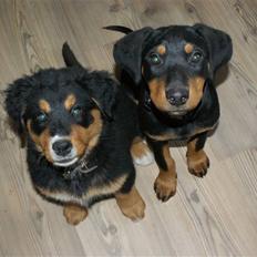 Blanding af racer bamse