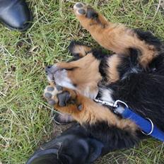 Blanding af racer bamse