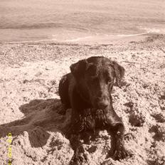 Labrador retriever Maya