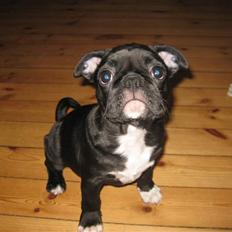 Blanding af racer Bertha Mops/Fr.bulldog