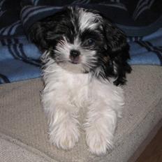 Blanding af racer Bine