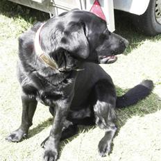 Labrador retriever spaik