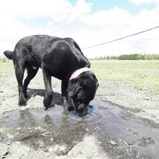 Labrador retriever spaik