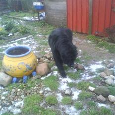 Newfoundlænder Julie (Himmelhund)