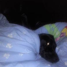 Blanding af racer Ricco