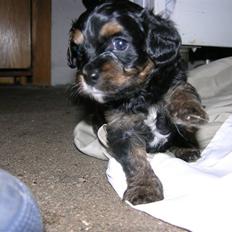 Blanding af racer Swupti