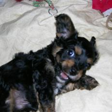 Blanding af racer Swupti