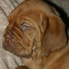 Dogue de bordeaux Nala