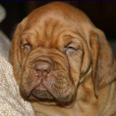 Dogue de bordeaux Nala