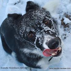 Border collie Team Lyng's Balder