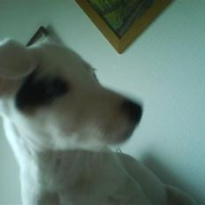 Jack russell terrier Elvis <33 *Belvis*