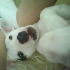 Jack russell terrier Elvis <33 *Belvis*