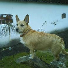 Blanding af racer R.I.P Pepsi <33