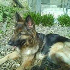 Schæferhund Molly <3