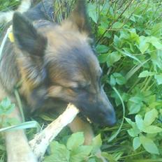 Schæferhund Molly <3