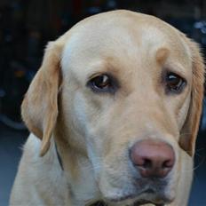 Labrador retriever Zacho