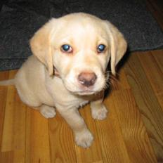 Labrador retriever Zacho