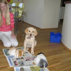 Labrador retriever Zacho