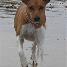 Dansk svensk gaardhund Nikita