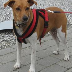 Dansk svensk gaardhund Nikita