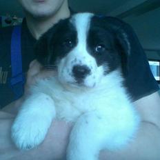 Blanding af racer Bamse