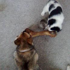 Blanding af racer Bamse