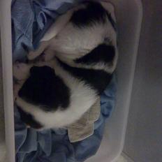 Blanding af racer Bamse