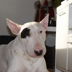 Bullterrier Røntveds Charlie (solgt i 2011)