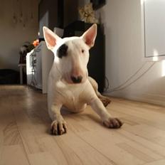 Bullterrier Røntveds Charlie (solgt i 2011)
