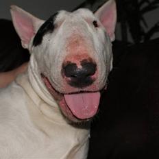 Bullterrier Røntveds Charlie (solgt i 2011)