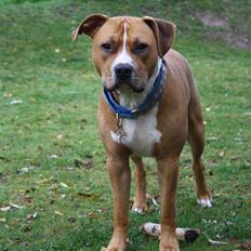 Amerikansk staffordshire terrier Noah.