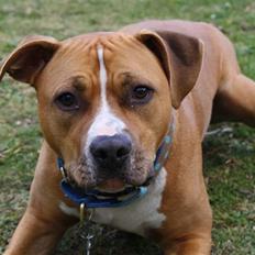 Amerikansk staffordshire terrier Noah.