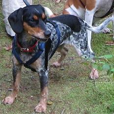 Blanding af racer Sandie