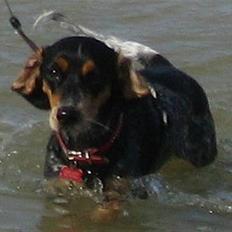 Blanding af racer Sandie