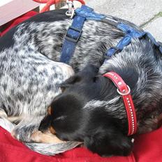 Blanding af racer Sandie