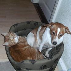 Dansk svensk gaardhund Lucky