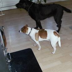 Dansk svensk gaardhund Lucky