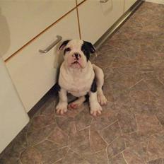 Olde victorian bulldogge Macho (Fået ny god ejer)