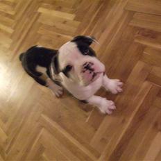 Olde victorian bulldogge Macho (Fået ny god ejer)