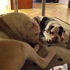 Olde victorian bulldogge Macho (Fået ny god ejer)