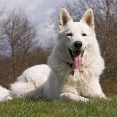 Hvid schæfer Czingaro The White Diamon